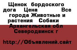 Щенок  бордоского  дога. › Цена ­ 60 000 - Все города Животные и растения » Собаки   . Архангельская обл.,Северодвинск г.